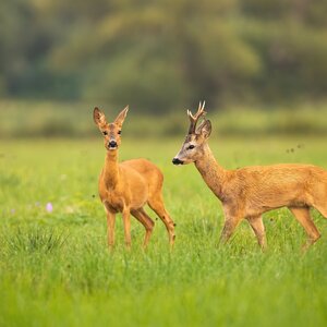 Roe buck in rut