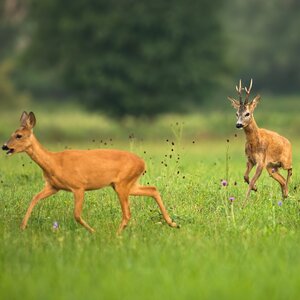 Roe buck in rut