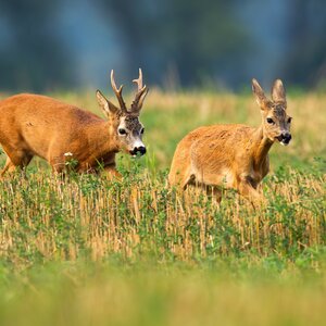 Roe buck in rut