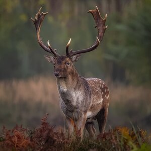 Fallow deer in rut