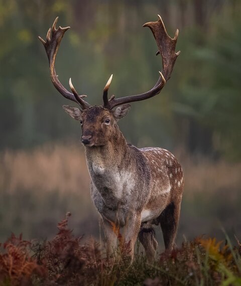 Fallow deer in rut