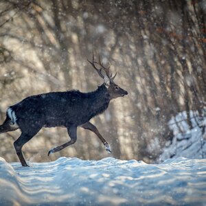 Sikahirsch im Winter