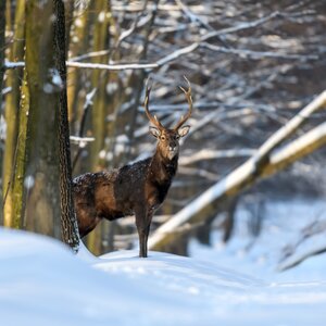 Sikahirsch im Winter