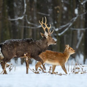 Sikahirsch im Winter