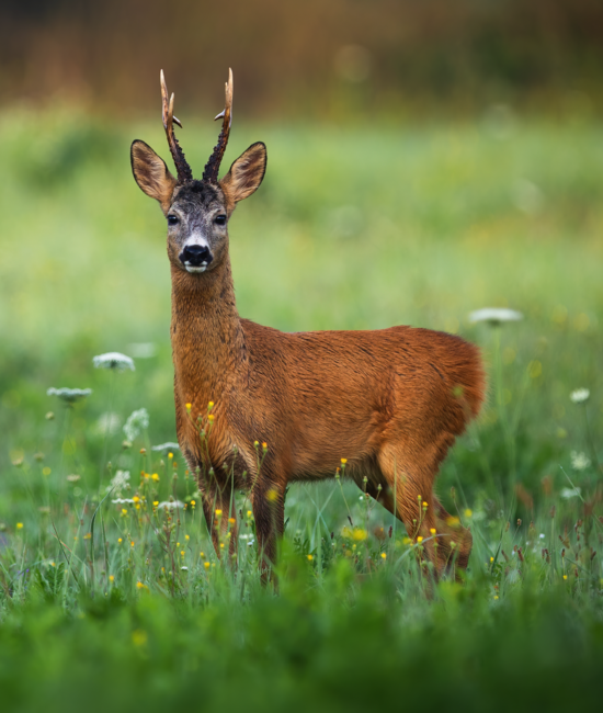 Rehbock im Frühling