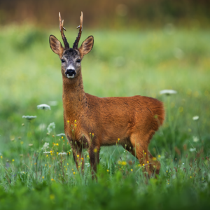 Rehbock im Frühling