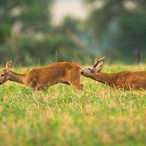 Roe buck in rut