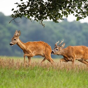 Roe buck in rut