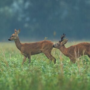 Roe buck in rut