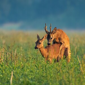 Roe buck in rut