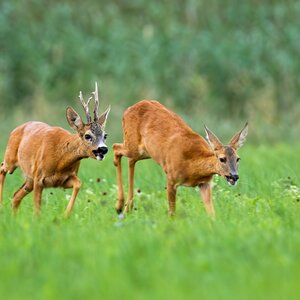 Roe buck in rut