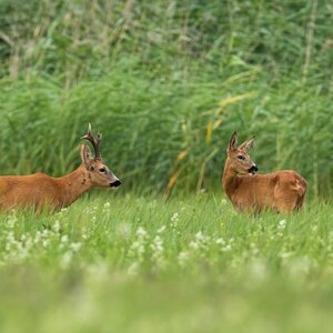 Roe buck in rut