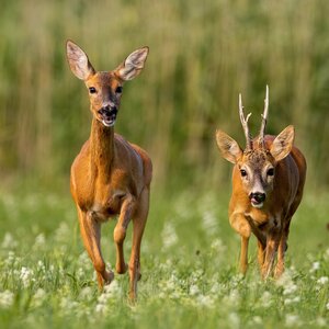 Roe buck in rut