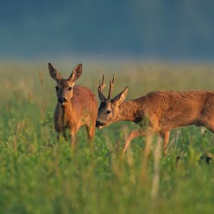 Roe buck in rut