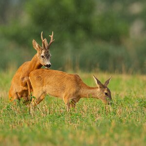 Roe buck in rut