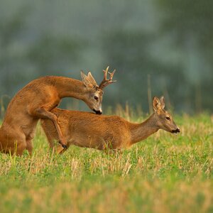 Roe buck in rut