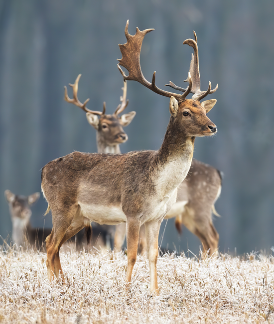 Fallow deer in winter