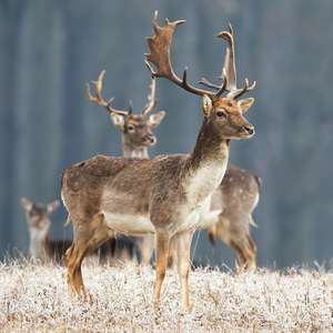 Fallow deer in winter