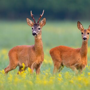 Roe buck in rut