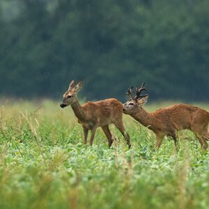 Roe buck in rut