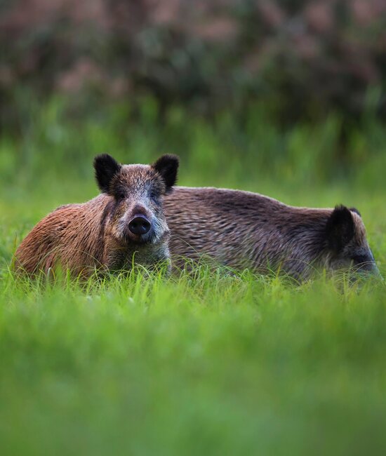 Wild boars in fields