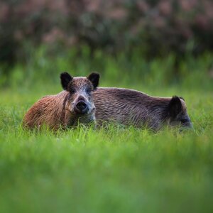 Wild boars in fields