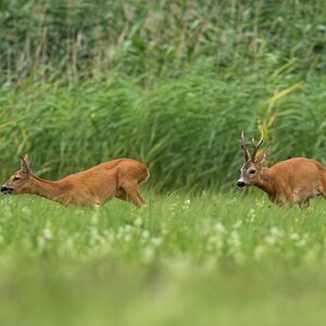 Roe buck in rut