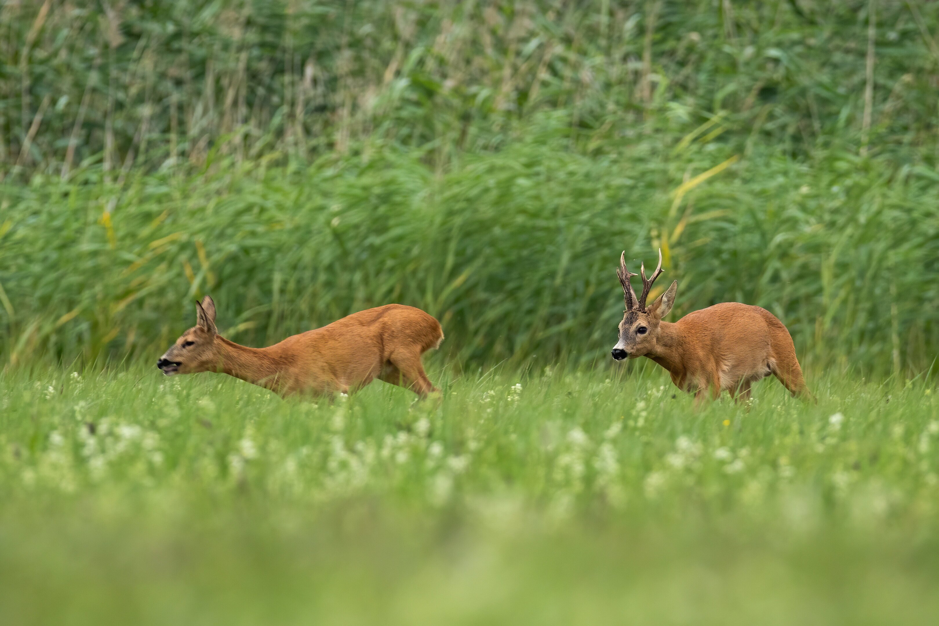 Roe buck in rut