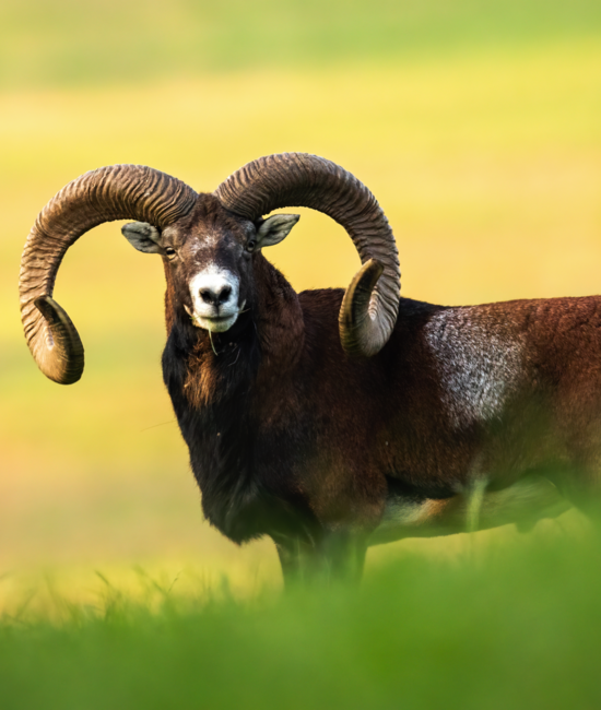 Mouflon in rut