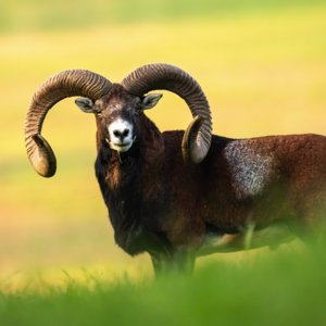 Mouflon in rut