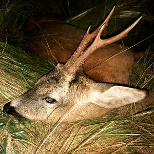 Roe deer in spring