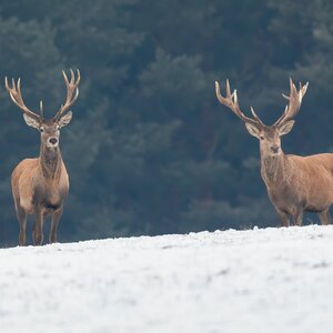 Red deer in winter