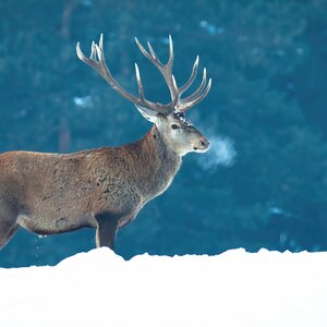 Red deer in winter