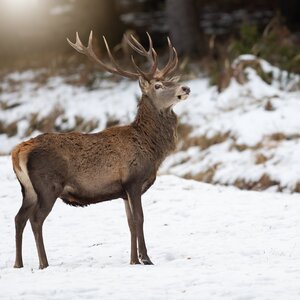 Red deer in winter