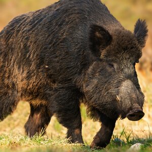 Schwarzwild  an Futterplatz