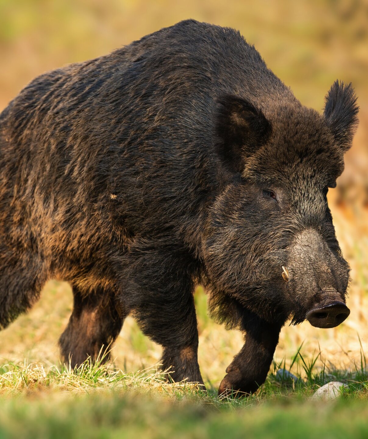 Schwarzwild  an Futterplatz