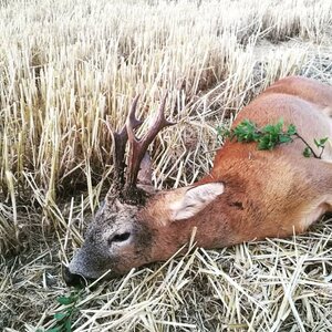 Roe buck in rut