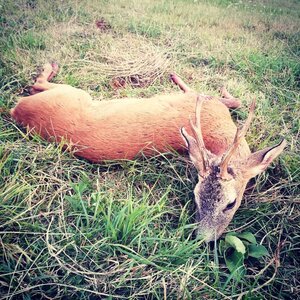 Roe buck in rut