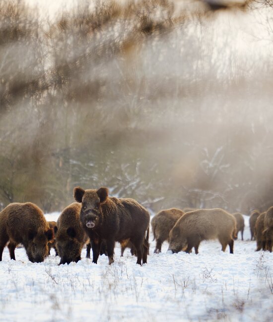 Schwarzwild  an Futterplatz