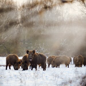 Schwarzwild  an Futterplatz