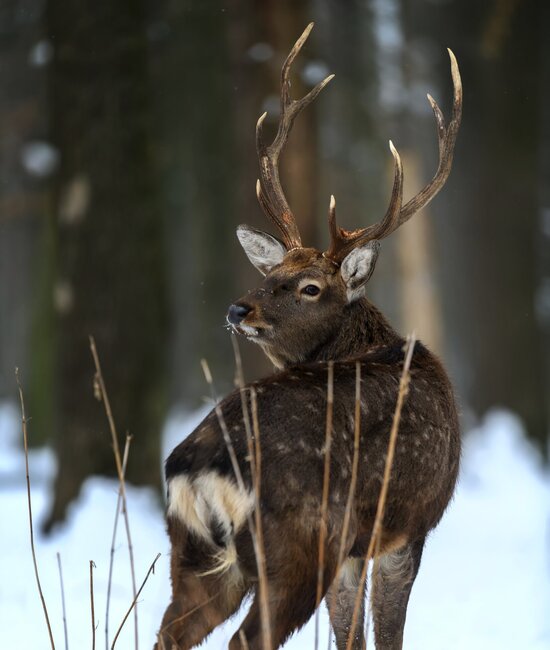 Sikahirsch im Winter