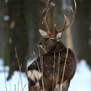 Sikahirsch im Winter