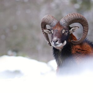 Mouflon in winter