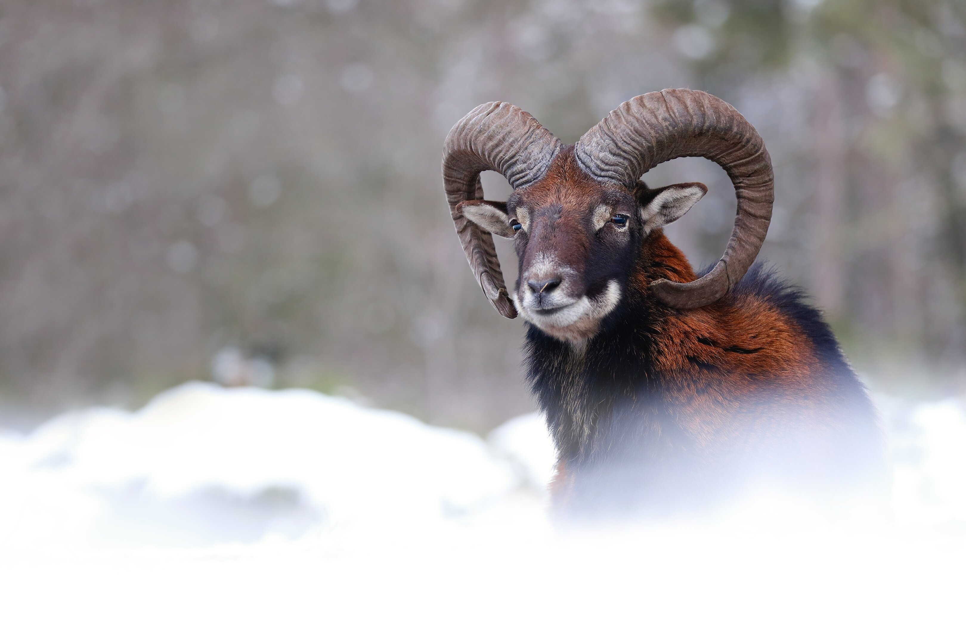 Mouflon in winter