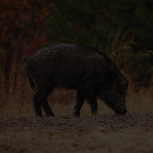 Wild boar in night