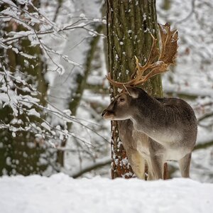 Fallow deer in winter