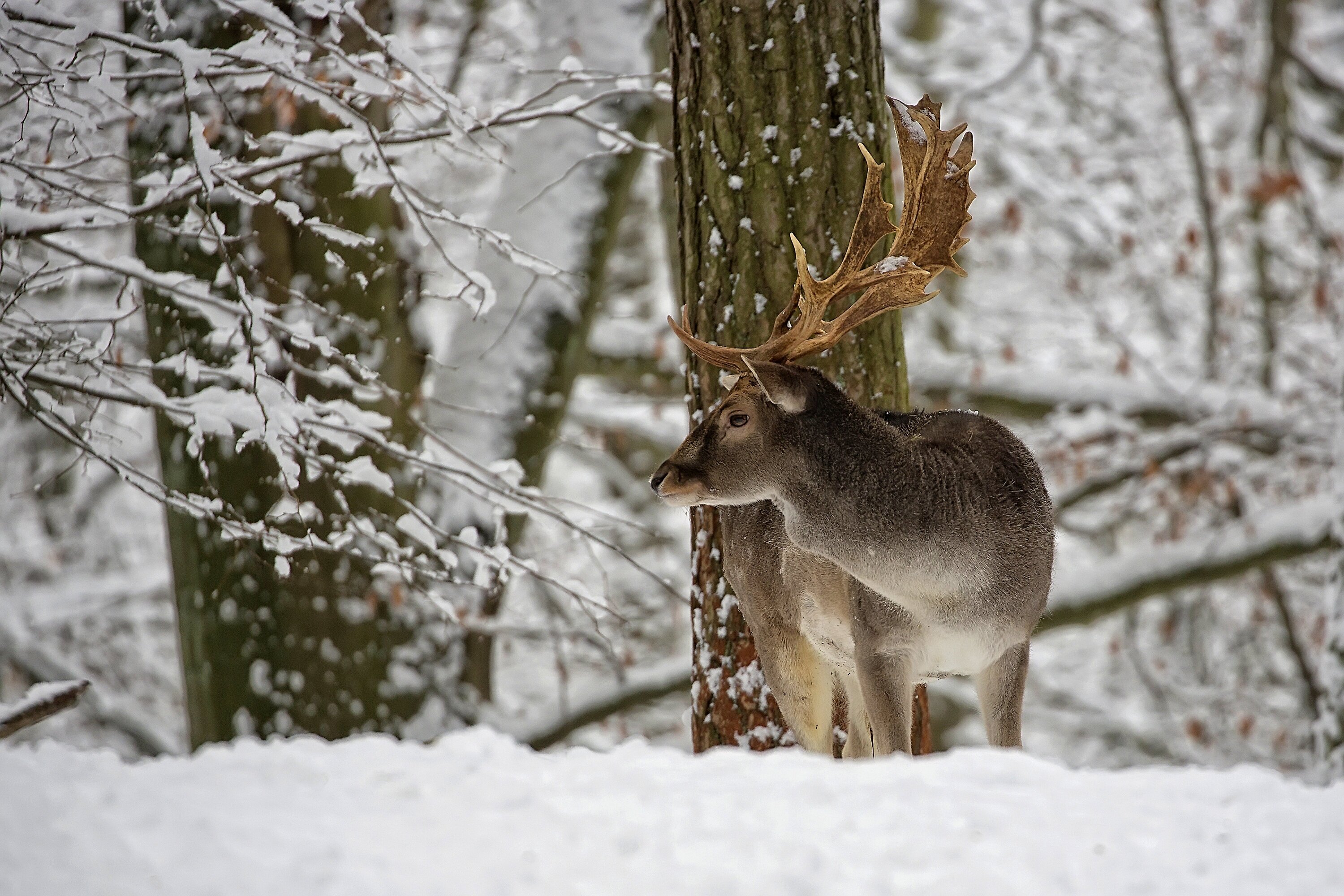 Fallow deer in winter