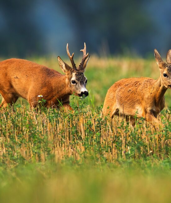 Roe buck in rut