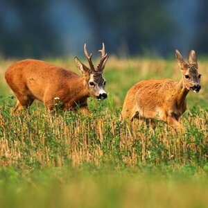 Roe buck in rut