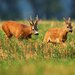 Roe buck in rut